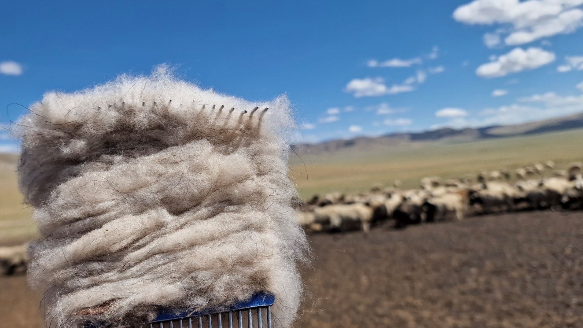 Zwei Regionen. Zwei Wege. Zwei Welten. - Warum die Herkunft unserer Wolle kein Detail ist, sondern eine Verbindlichkeit.